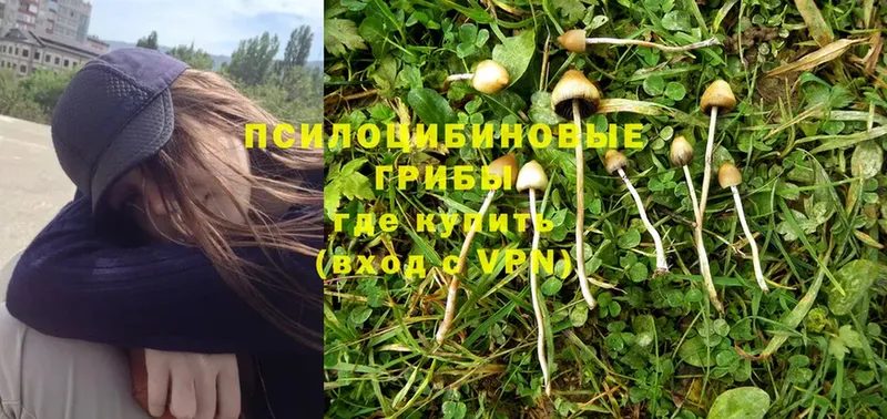 Галлюциногенные грибы Magic Shrooms  ссылка на мегу ТОР  Ревда  цена наркотик 